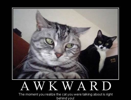 Awkward Cats
